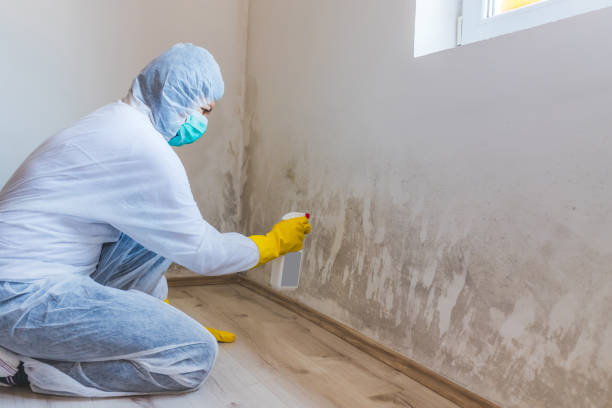 Licensed Mold Remediation service in South Elgin, IL - WQB Mold Removal